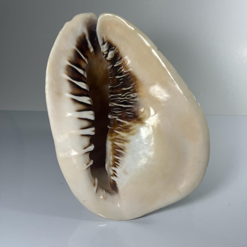 Queen's Helmet Sea Shell 8"‎ – Cassis Madagascariensis